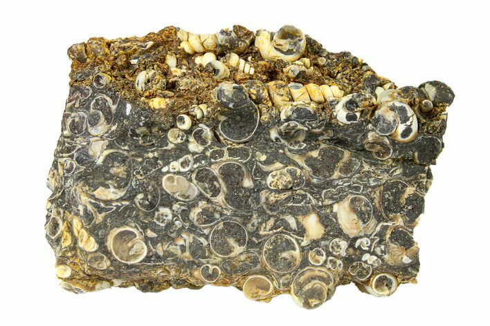 Fossil Freshwater Snails (Elimia) In Limestone - Wyoming #292079